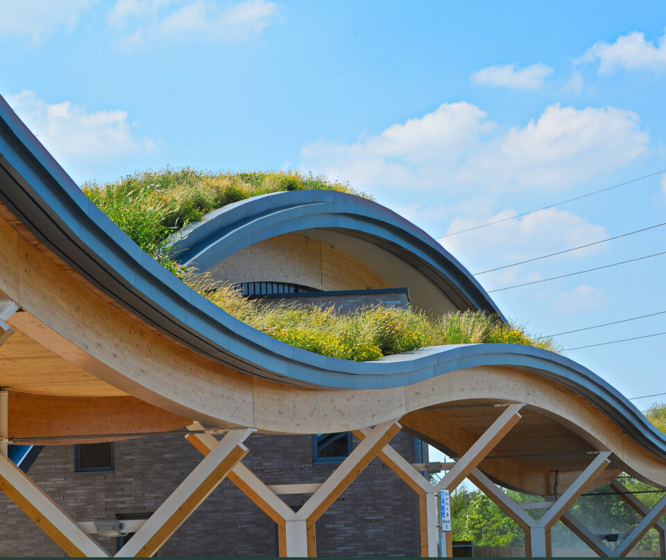 Green Roofs - Wildflower Co