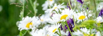 MeadowSow All Perennials