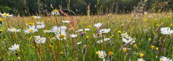 BNG Lowland Calcareous Mix