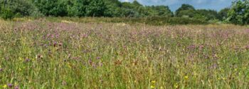 Meadowscape Pro Lowland Meadow