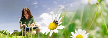 Enhance Bees