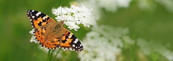 Enhance Butterflies