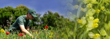 Meadowscape Pro Lowland Calcareous Grassland