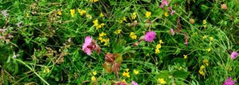 Green Roof Wildflower Turf