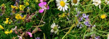 MeadowSow Landscape 34