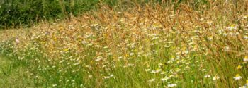 Wildflower Turf Low Grow