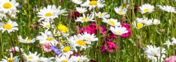 MeadowSow Max Flora