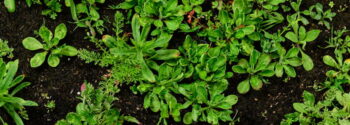 Wildflower Turf Native Enriched