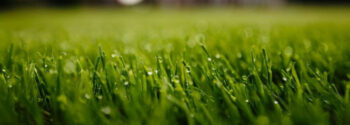 Rolawn Medallion® Turf
