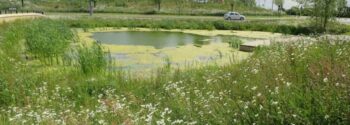 Meadowscape Pro SuDS