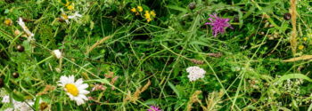 Wildflower Turf Shade Tolerant