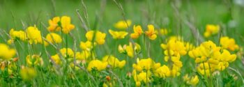 MeadowSow Single Species