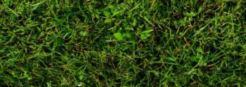 Wildflower Turf Species Rich Lawn