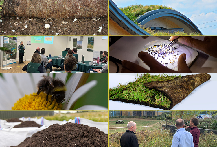 Wildflower Co. MoreThanTurf