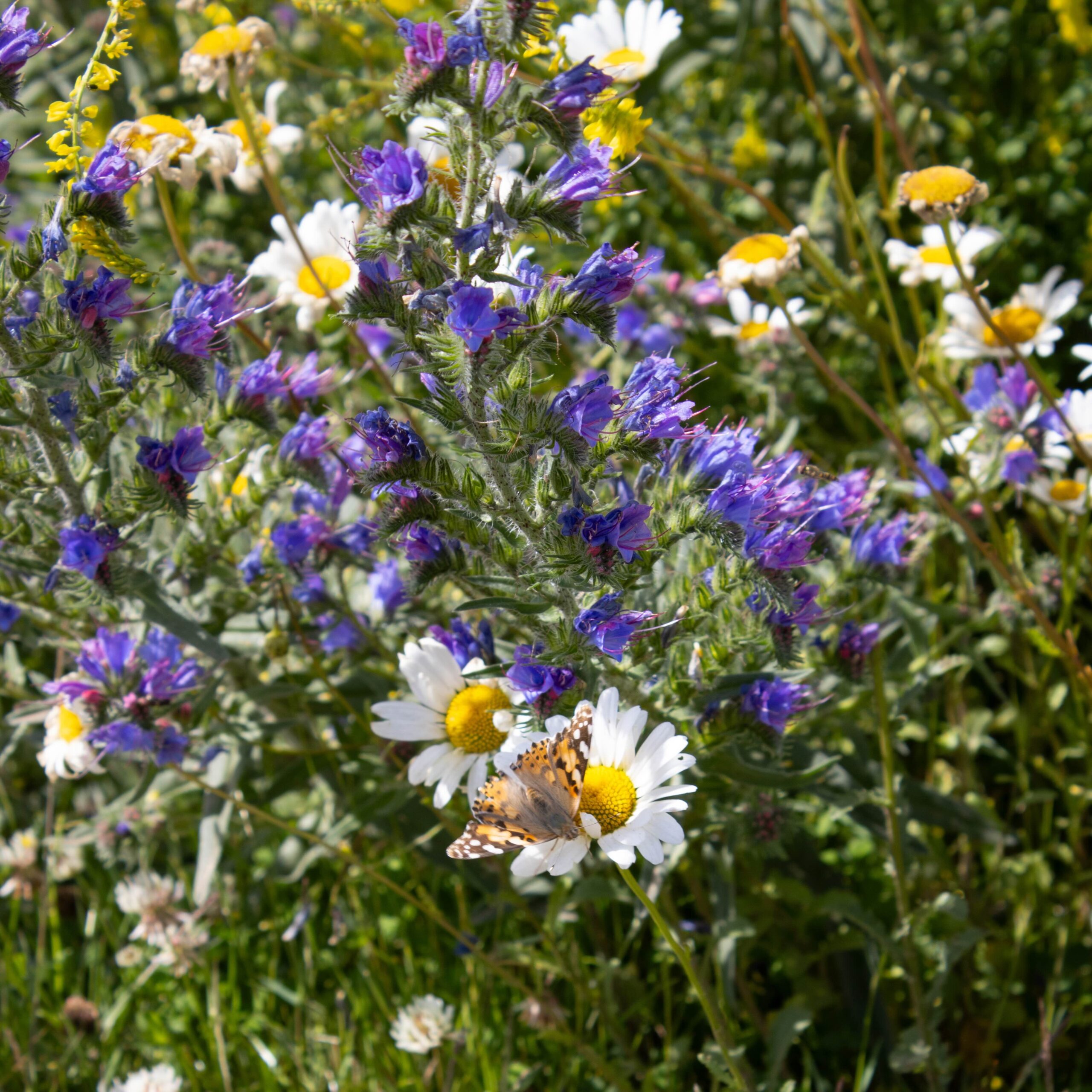 Butterfly on wildflower