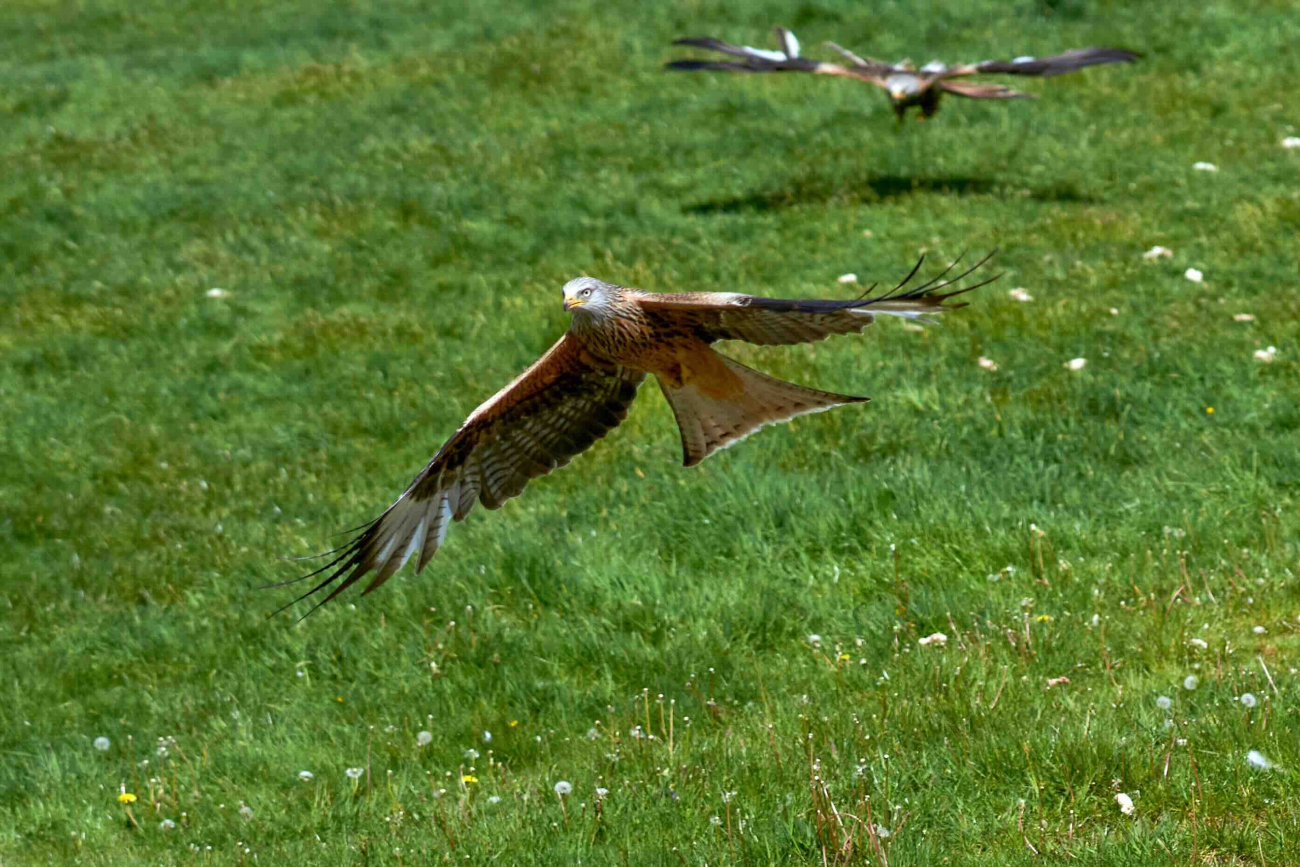 Red Kite flying over wildflower meadow