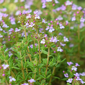 Common Thyme (Thymus Vulgaris)